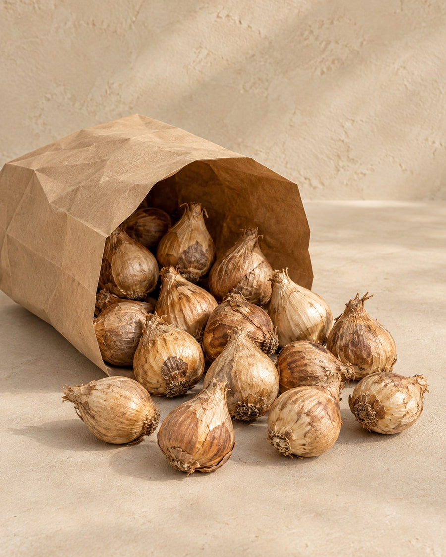 Boshyacintbollen Wilde hyacint (Hyacinthoides non-scripta)