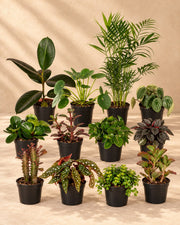 Særlingeboks stueplanter
