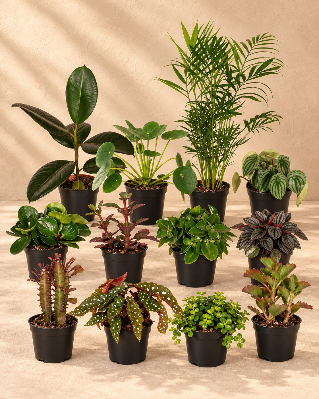 Særlingeboks stueplanter