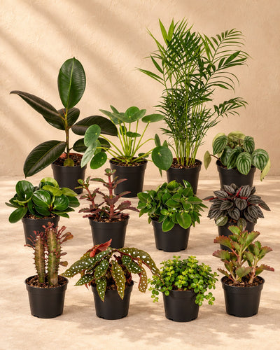 Særlingeboks stueplanter