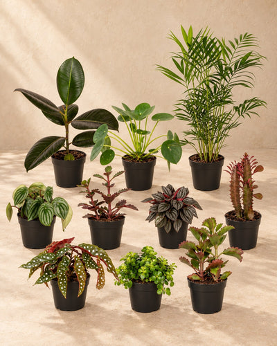 Særlingeæske med stueplanter