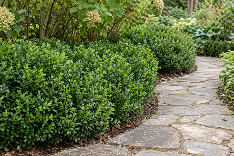 Bukszpan 'NewGen Freedom' (Buxus)