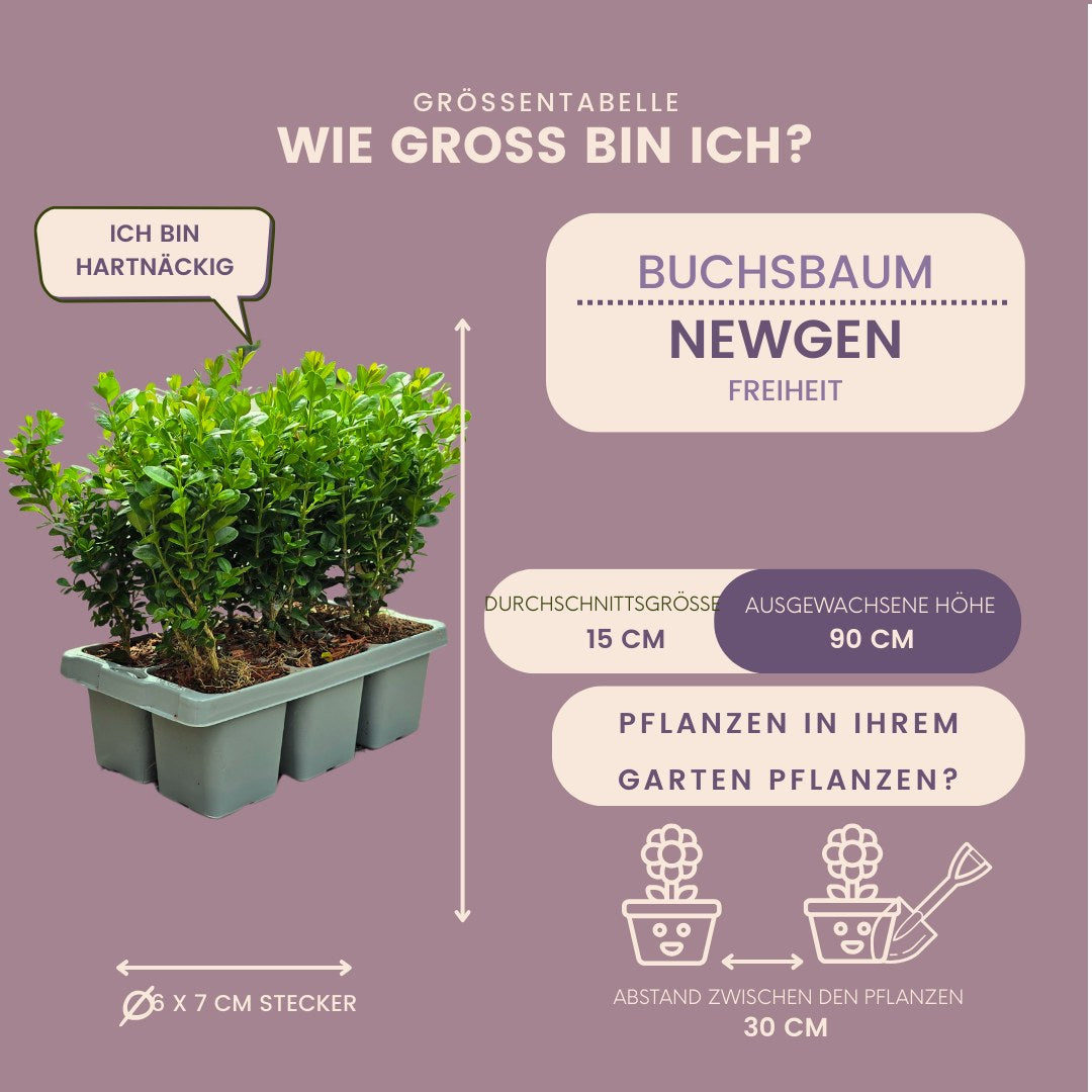 Buxus 'NewGen Freedom' in de tuin