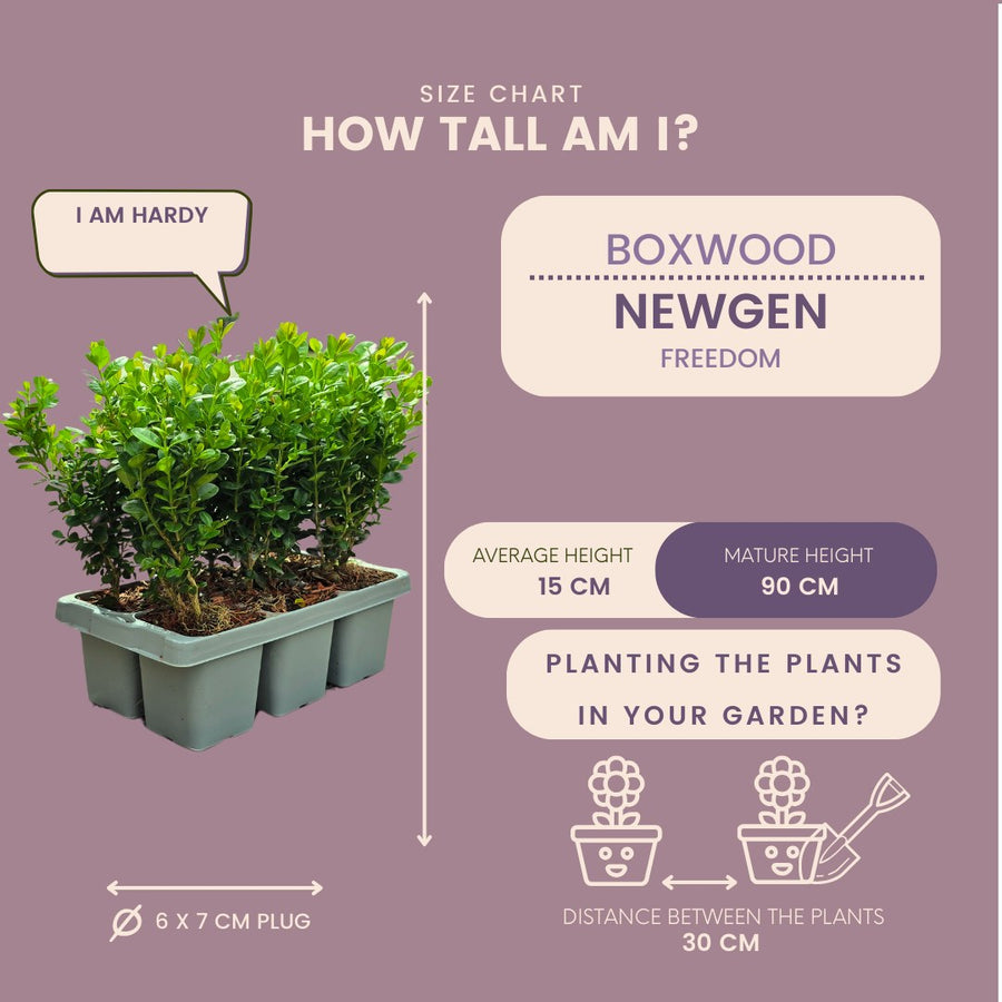 Buxus 'NewGen Freedom' (Buxus sempervirens), set van 6, 15 cm hoog, pot ø7 cm