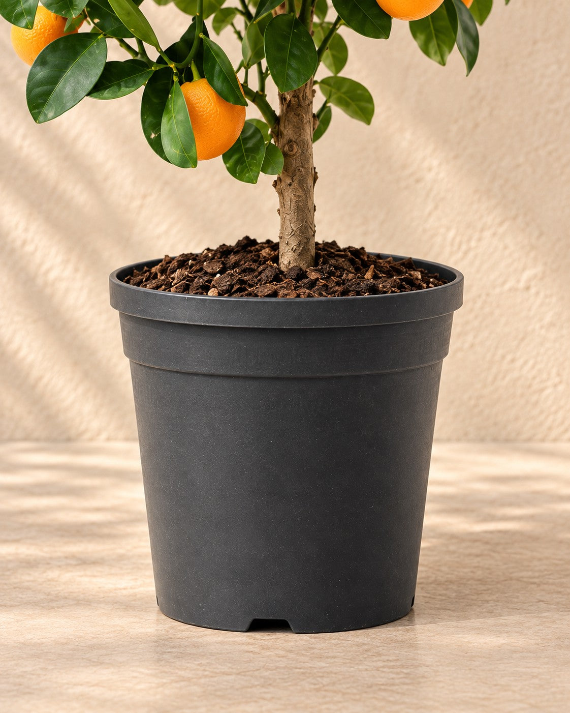 Onderste deel van de Calamondinboom (Citrus × microcarpa) met de kweekpot
