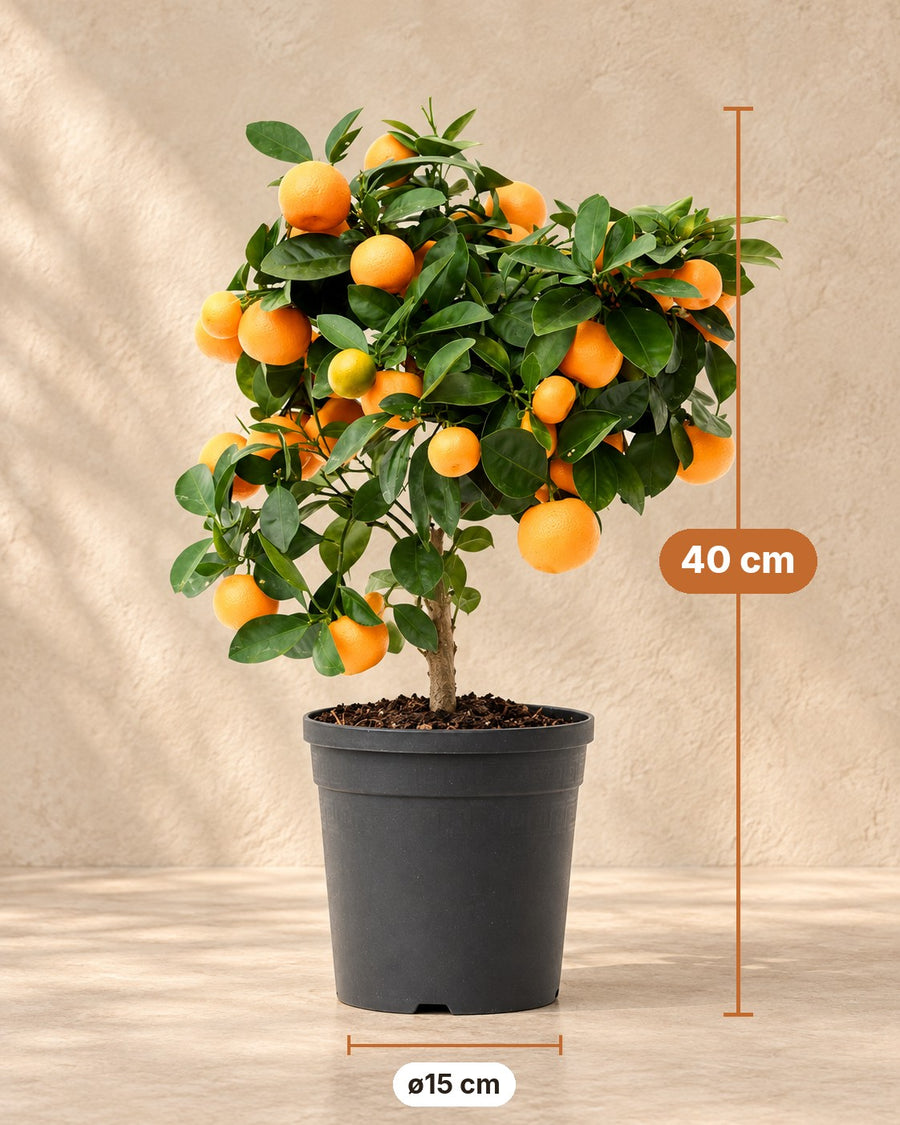 Calamondinboom (Citrus mitis) 40 cm hoog, pot ø15 cm
