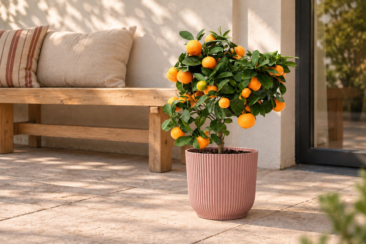 Calamondinboom van 40 cm in sierpot elho Vibes Fold Round roze op een terras