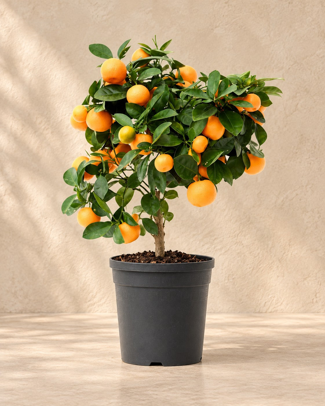 Calamondinboom (Citrus × microcarpa) van 40 cm hoog in kweekpot van 15 cm