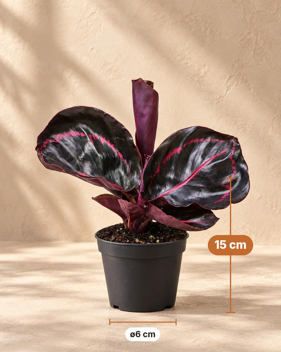 Påfugleplante (Calathea roseopicta 'Dottie') 15 cm høj, potte ø6 cm