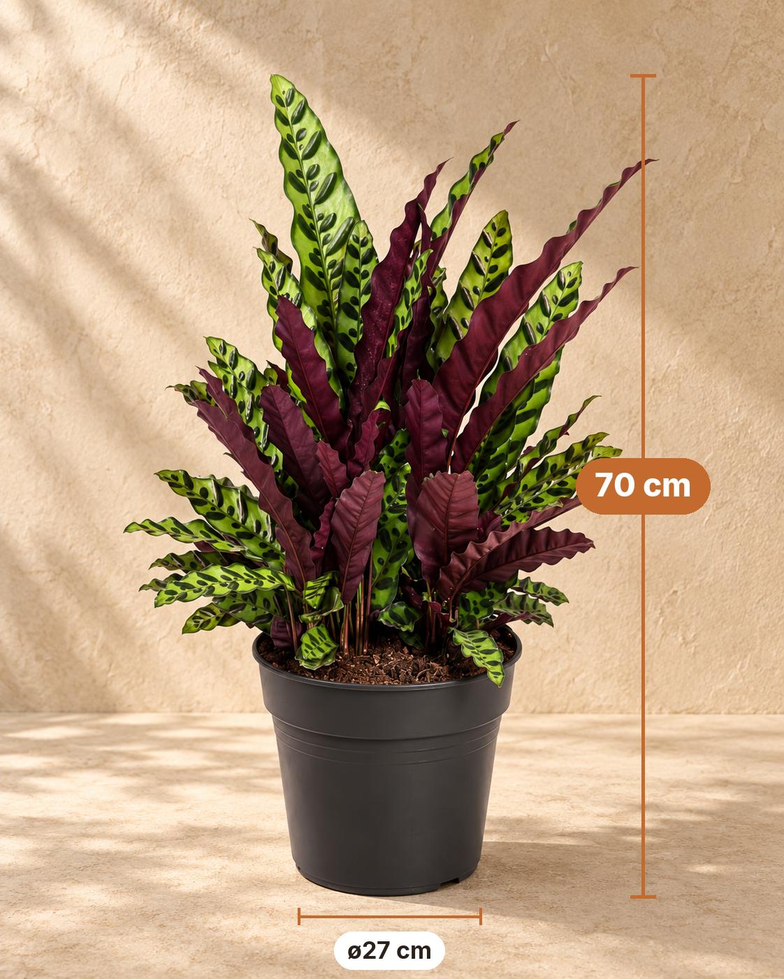Calathea 70 cm de haut, pot ø27 cm
