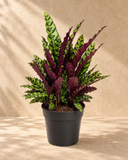 Calathea 70 cm de haut, pot ø27 cm