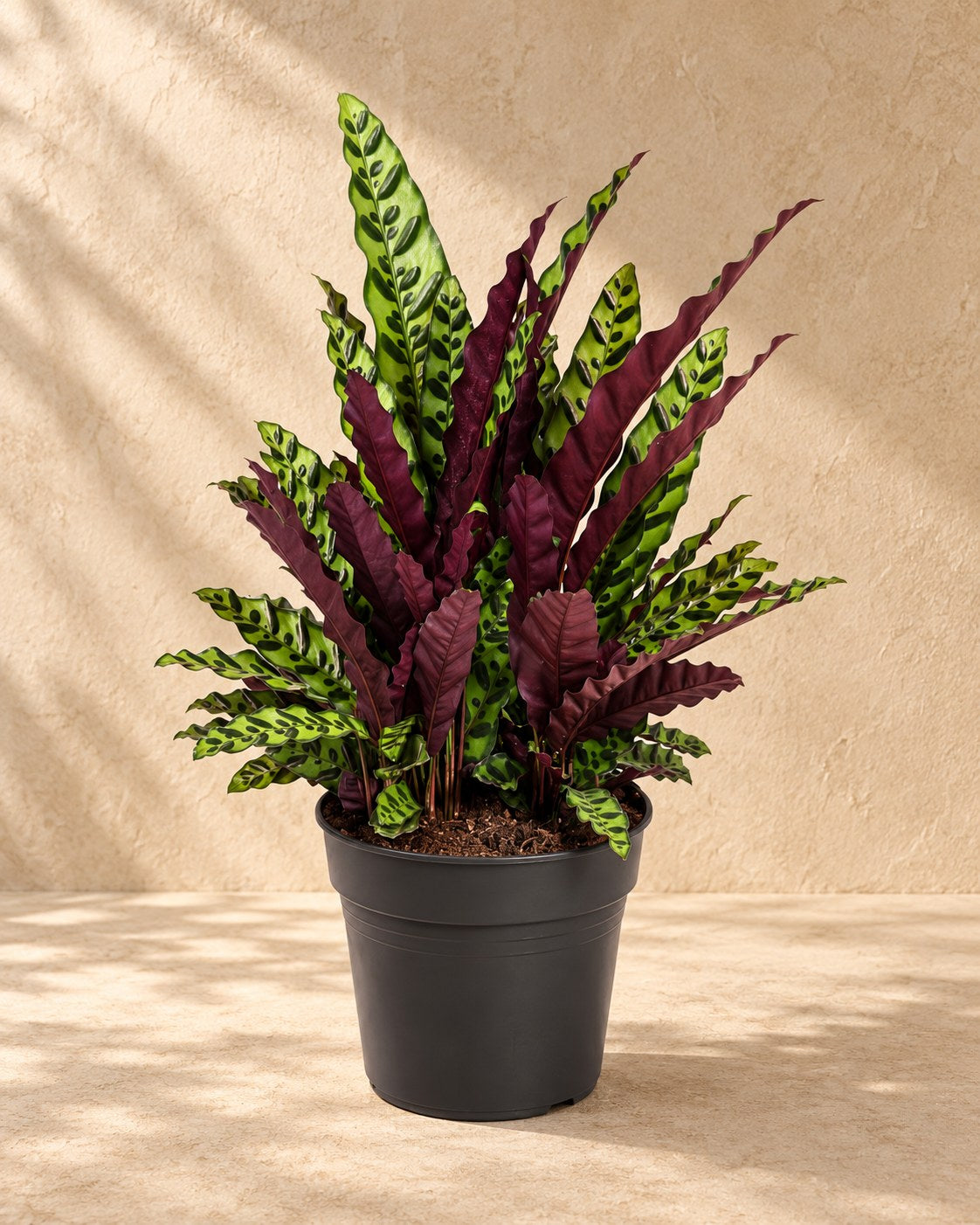 Calathea 70 cm de haut, pot ø27 cm