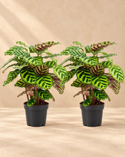 Pauwenplant (Calathea makoyana)