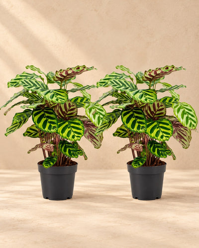 Pauwenplant (Calathea makoyana)