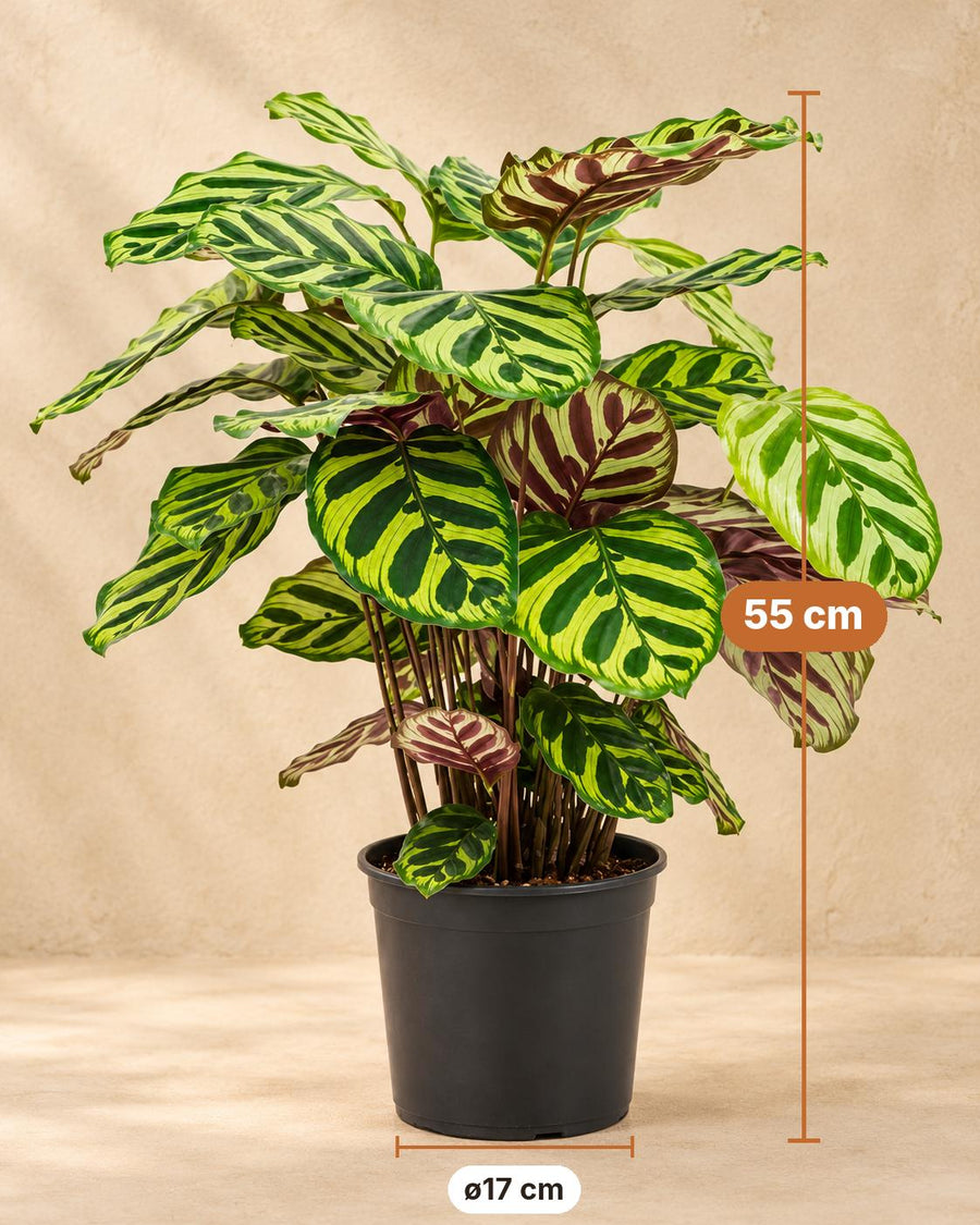 Pauwenplant (Calathea makoyana) 55 cm hoog, pot ø17 cm
