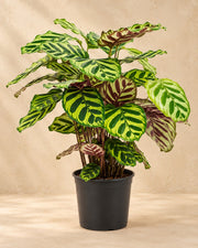 Pauwenplant (Calathea makoyana)