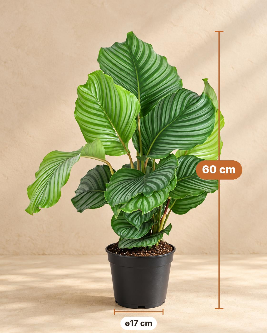 Calathea orbifolia, 60 cm hoog, pot ø17 cm
