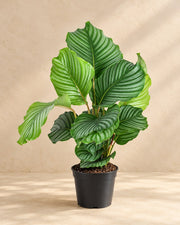 Calathea orbifolia