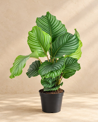 Calathea orbifolia