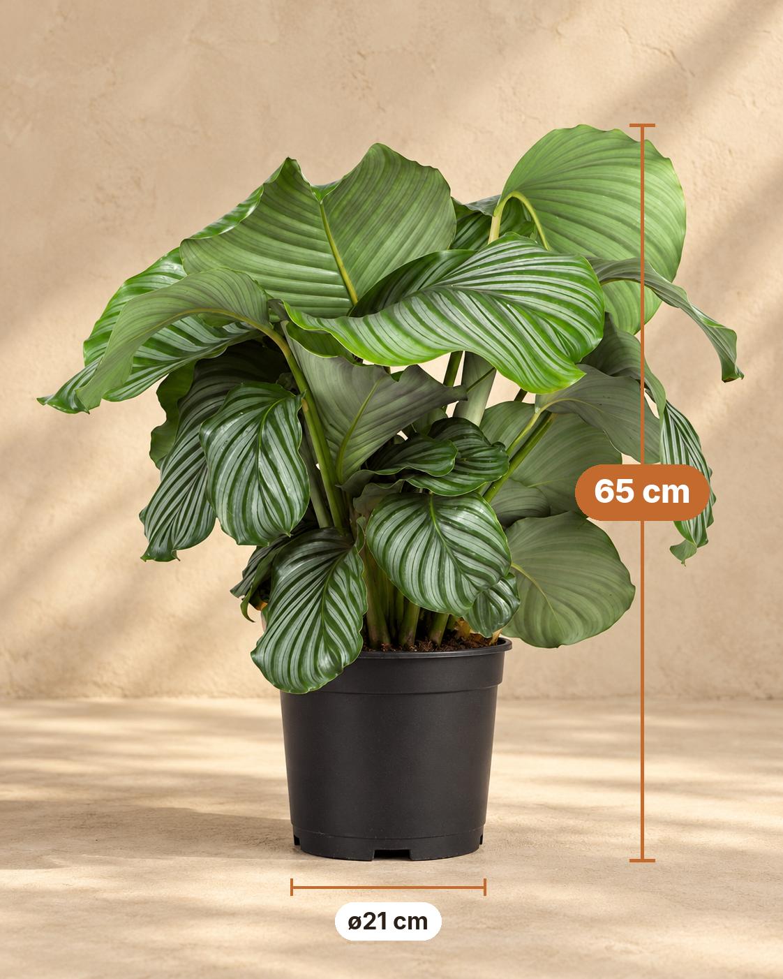 Calathea orbifolia, 65 cm hoog, pot ø21 cm