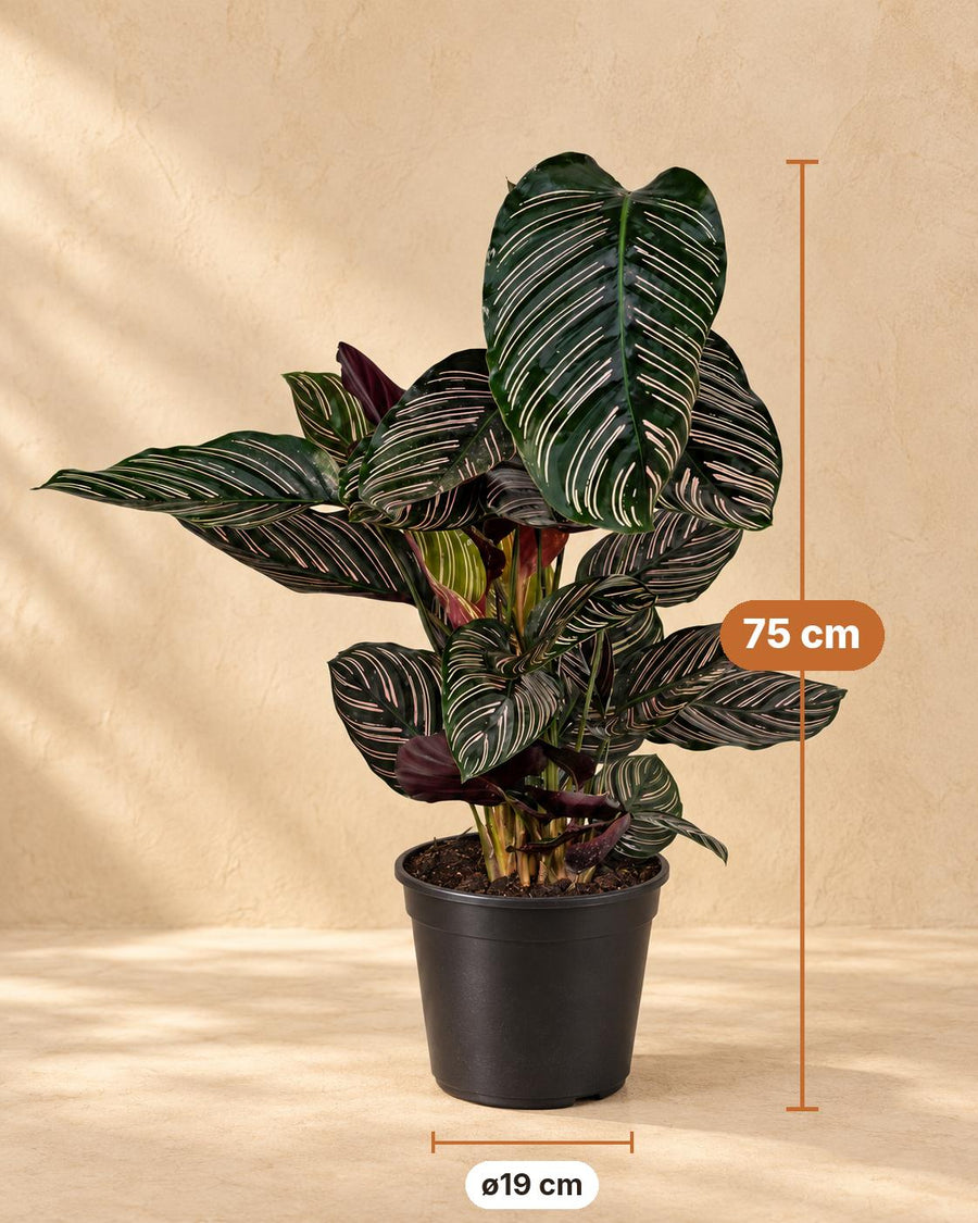 Korbmarante (Calathea ornata) 75 cm hoch, Topf ø19 cm