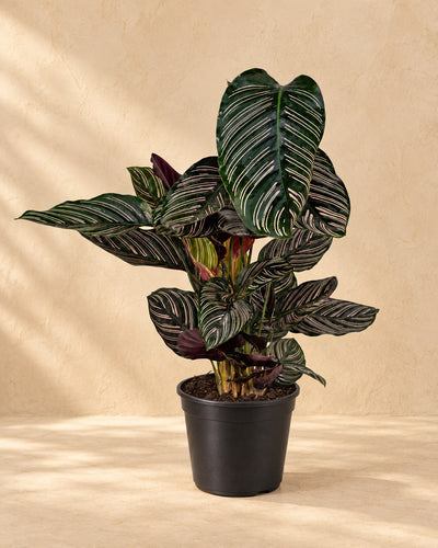 Korbmarante 75 cm hoch, Topf ø19 cm