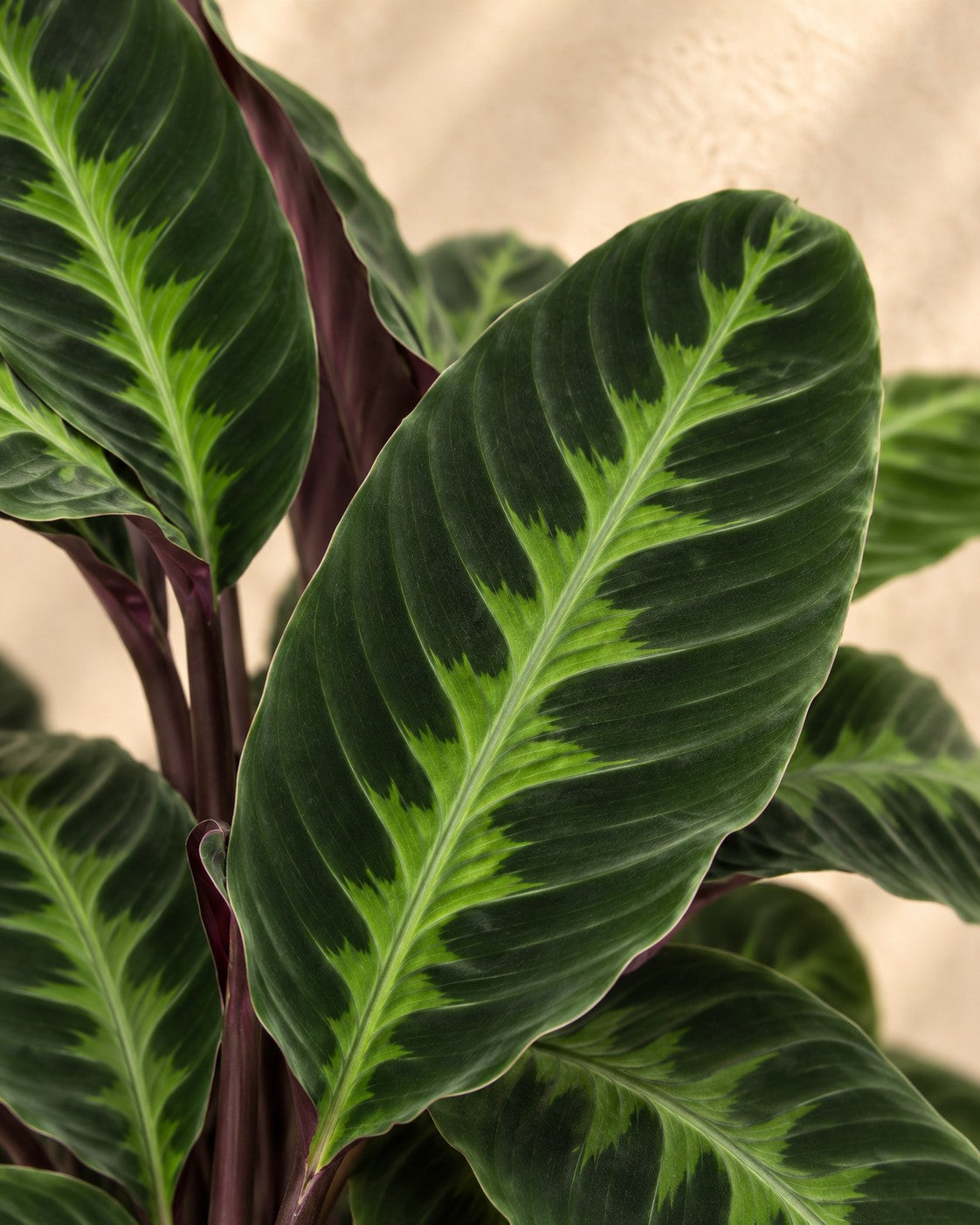 Close-up van het blad van de Calathea Warscewiczii