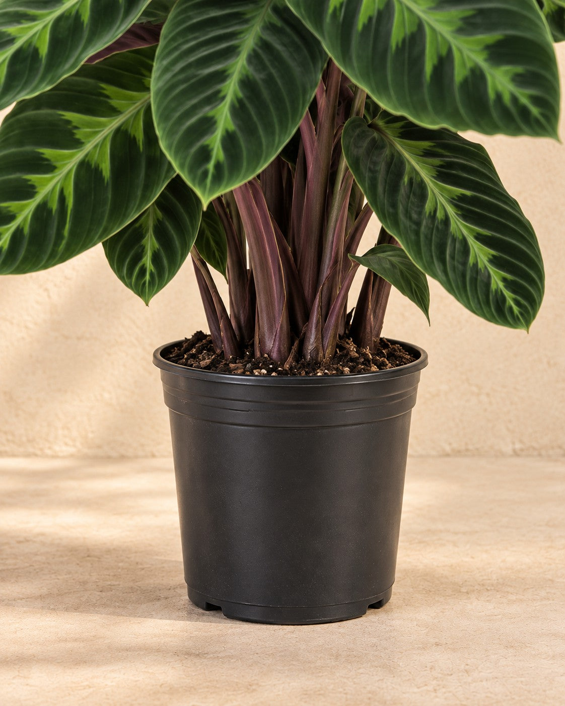 Onderste deel van de Calathea Warscewiczii met de kweekpot