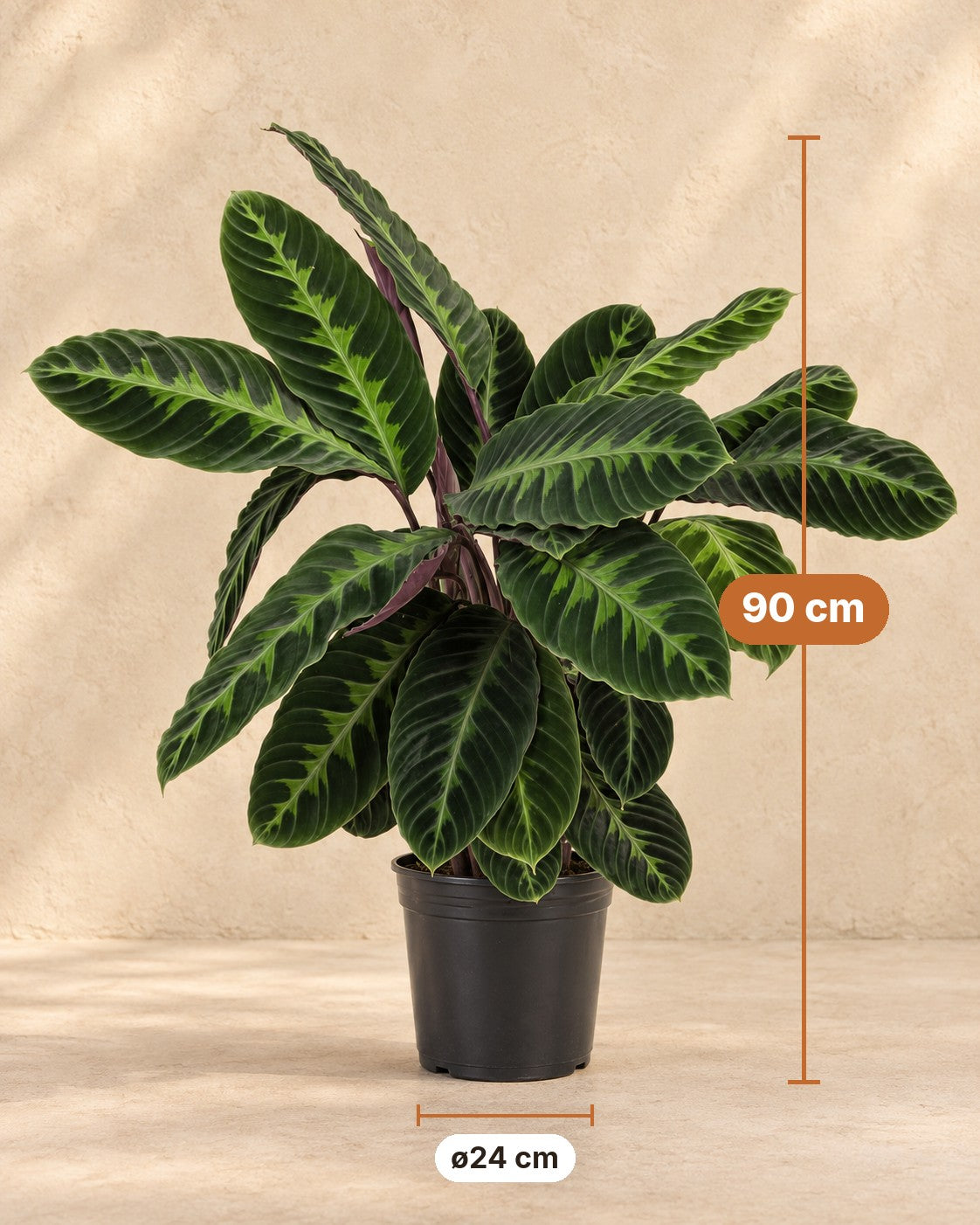 Afmetingen Calathea Warscewiczii: 90 cm hoog, pot ø24 cm