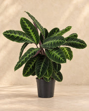 Calathea Warscewiczii van 90 cm hoog in kweekpot van 24 cm