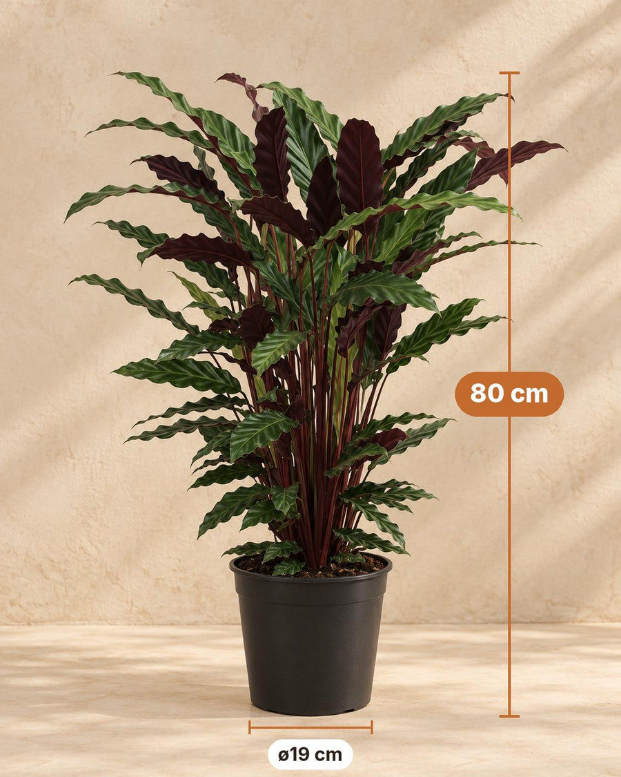 Kalatea (Calathea rufibarba 'Wavestar') 80 cm hög, kruka ø19 cm
