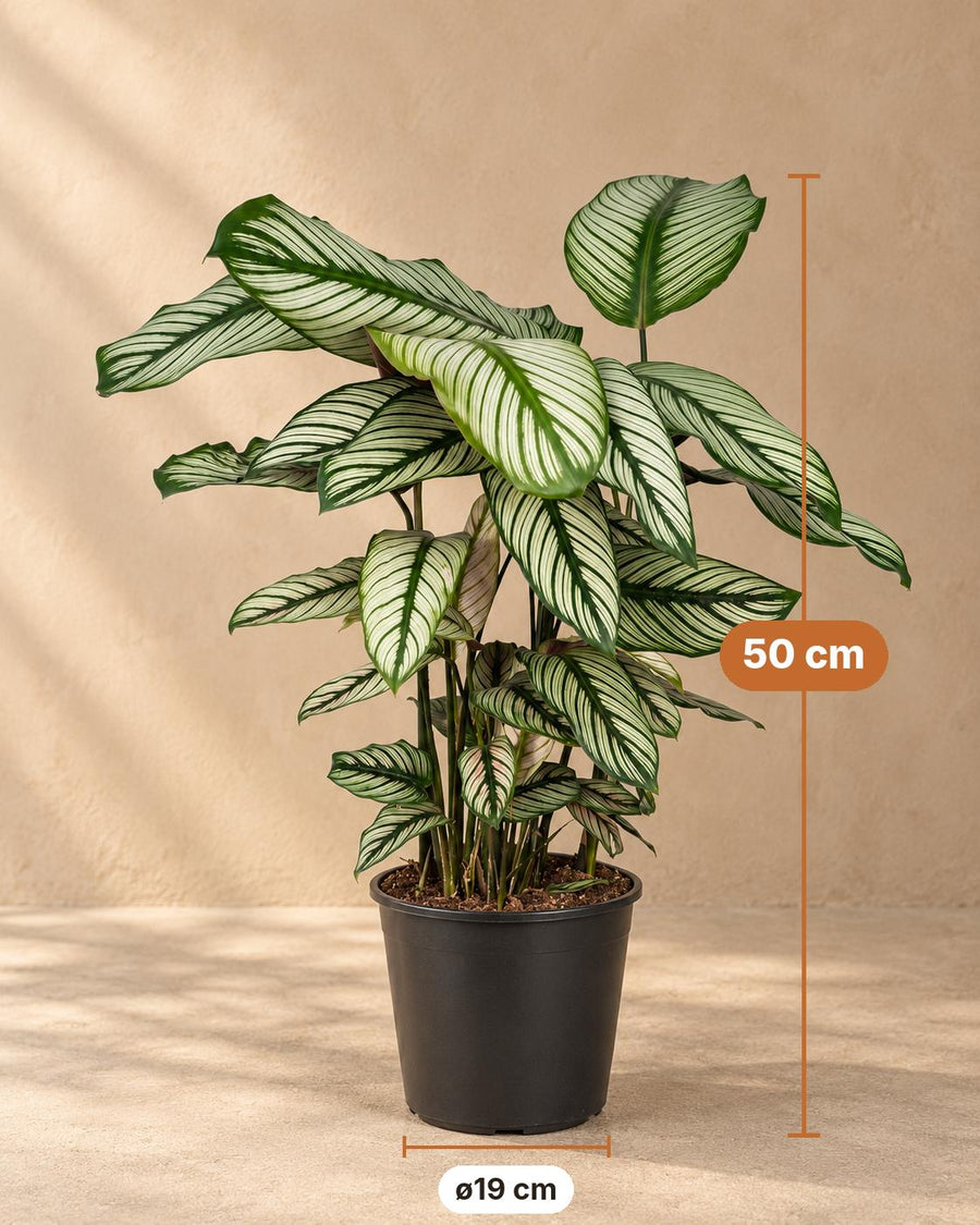 Calatea (Calathea majestica 'Whitestar') 50 cm di altezza, vaso ø19 cm