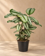 Calatea 50 cm di altezza, vaso ø19 cm