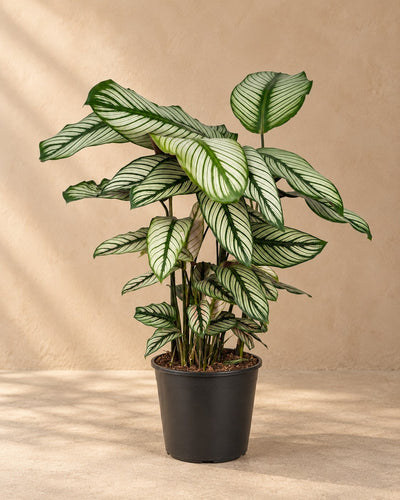 Calatea 50 cm di altezza, vaso ø19 cm