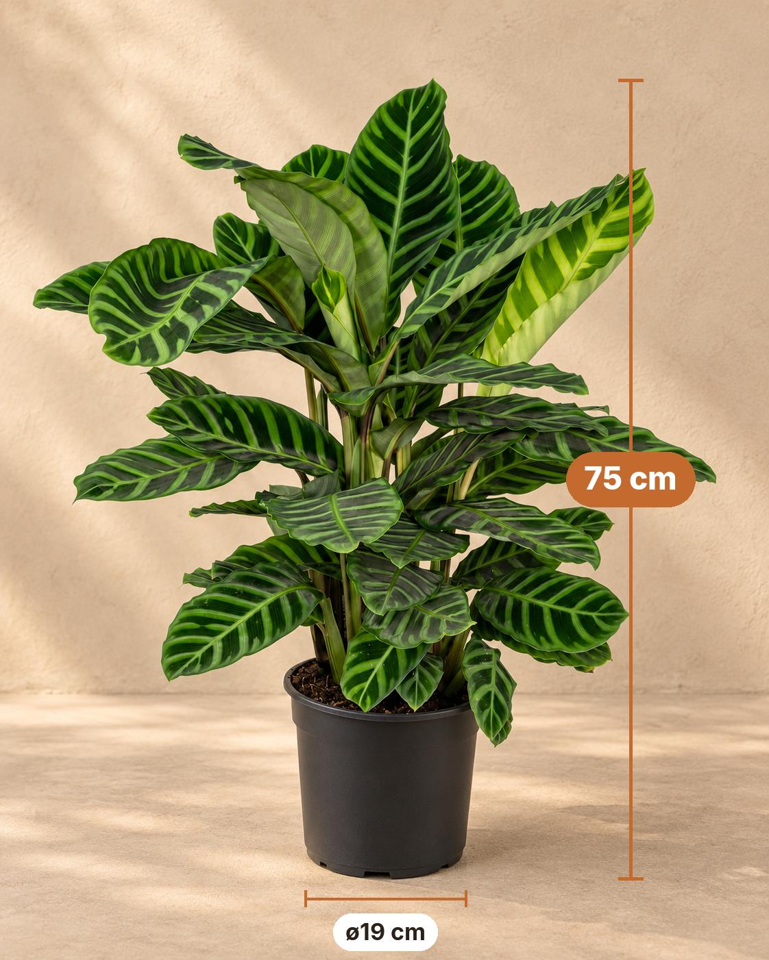 Korbmarante 75 cm hoch, Topf ø19 cm