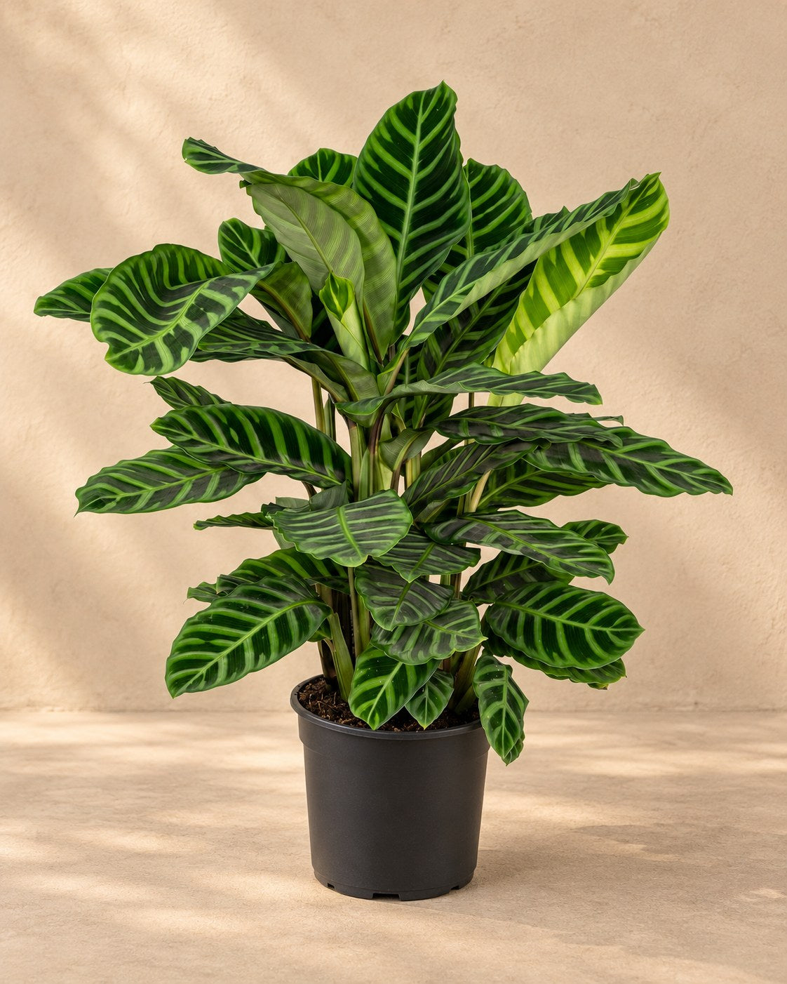Korbmarante 75 cm hoch, Topf ø19 cm