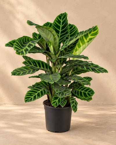 Korbmarante 75 cm hoch, Topf ø19 cm
