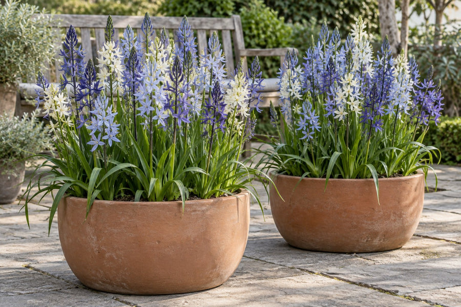 Bulbos de camassia Leichtlinii mix (Camassia)