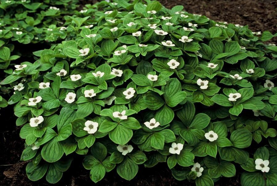 Cornejo del Canadá en el jardín