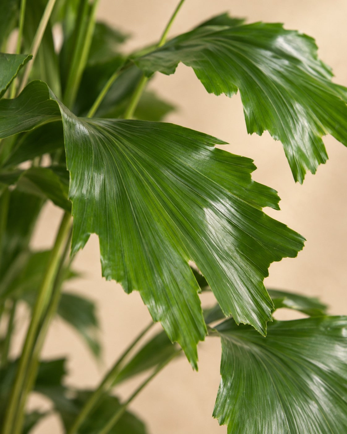Close-up van het blad van de Caryota Mitis
