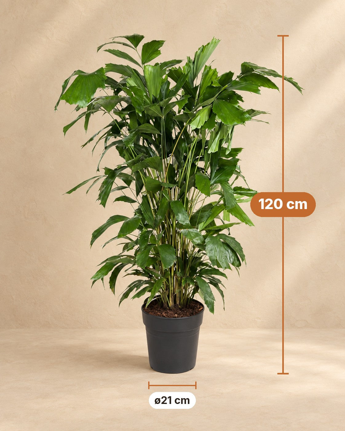 Afmetingen Caryota Mitis: 120 cm hoog, pot ø21 cm