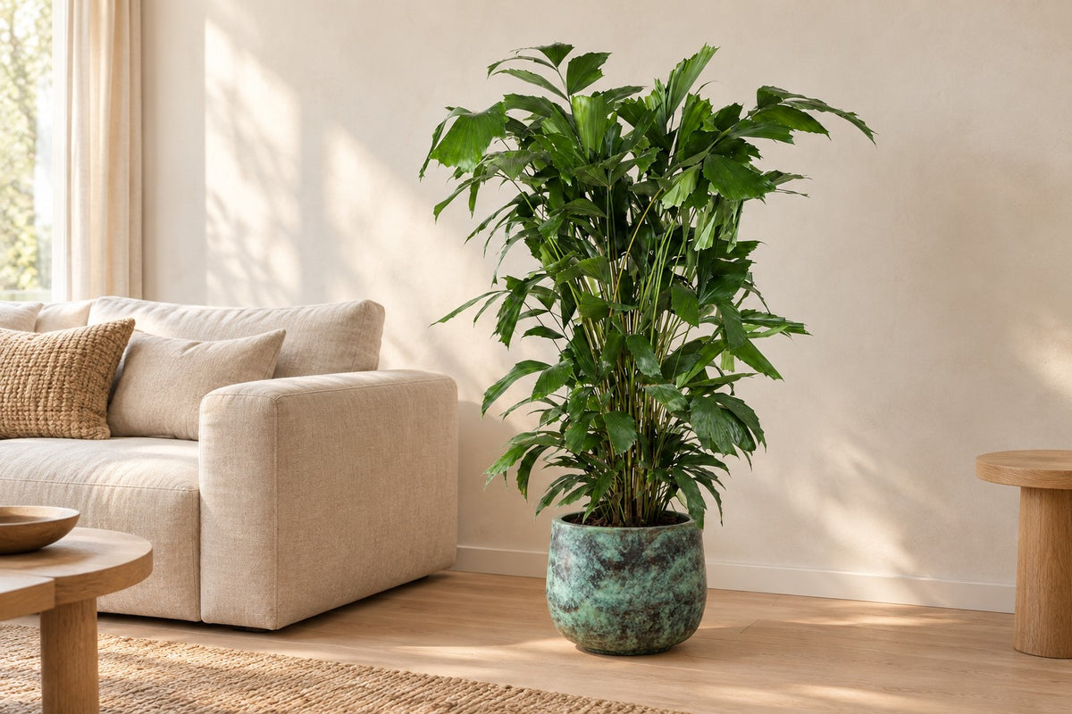 Caryota Mitis van 120 cm in sierpot Elisa Mystic Green in een lichte woonkamer