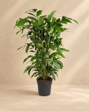 Caryota Mitis van 120 cm hoog in kweekpot van 21 cm