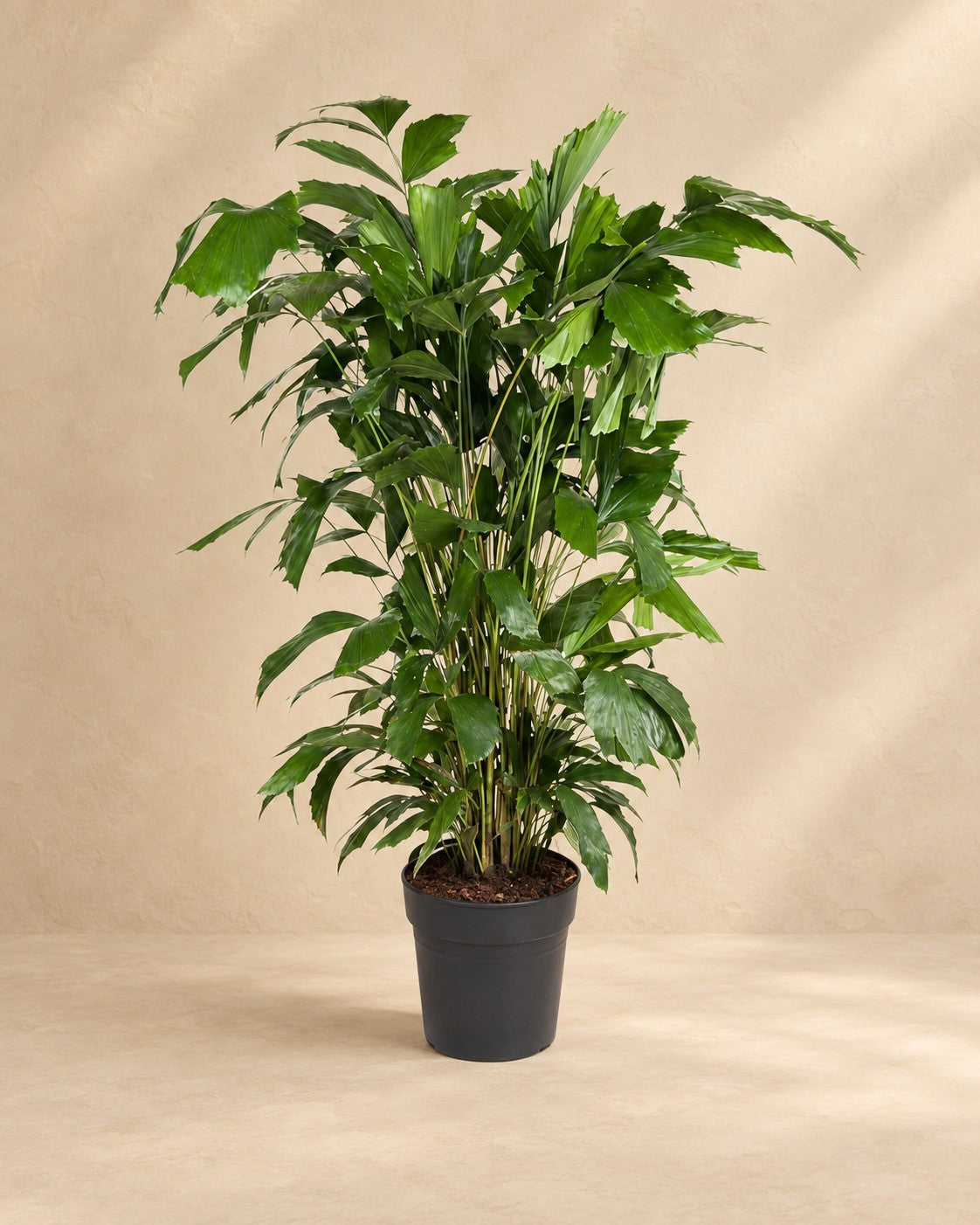 Caryota Mitis van 120 cm hoog in kweekpot van 21 cm