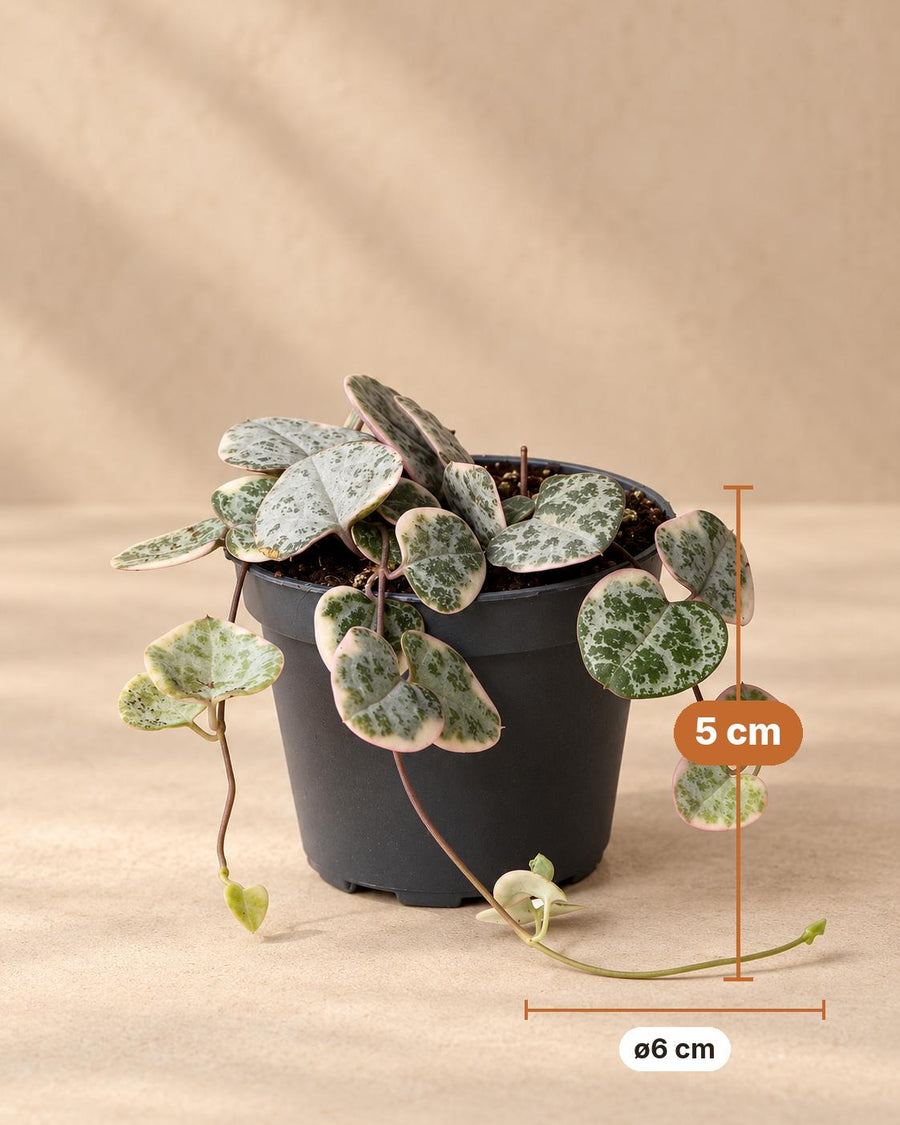 Broget hjerteranke (Ceropegia woodii 'Variegata') 5 cm høj, potte ø6 cm