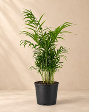 Stuepalme , 2 planter, potte ø17 cm