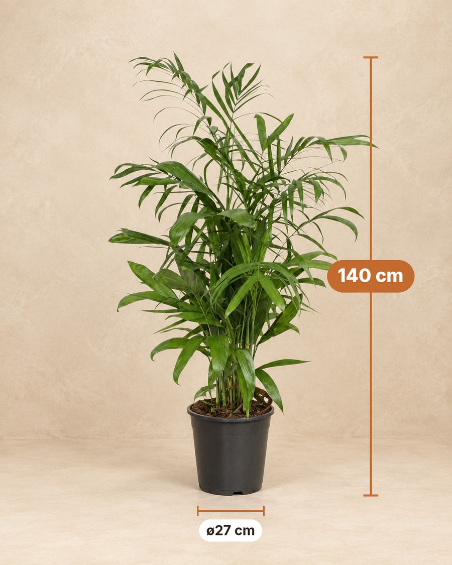 Chamaedorea seifrizii (palma da montagna) 140 cm di altezza, vaso ø27 cm