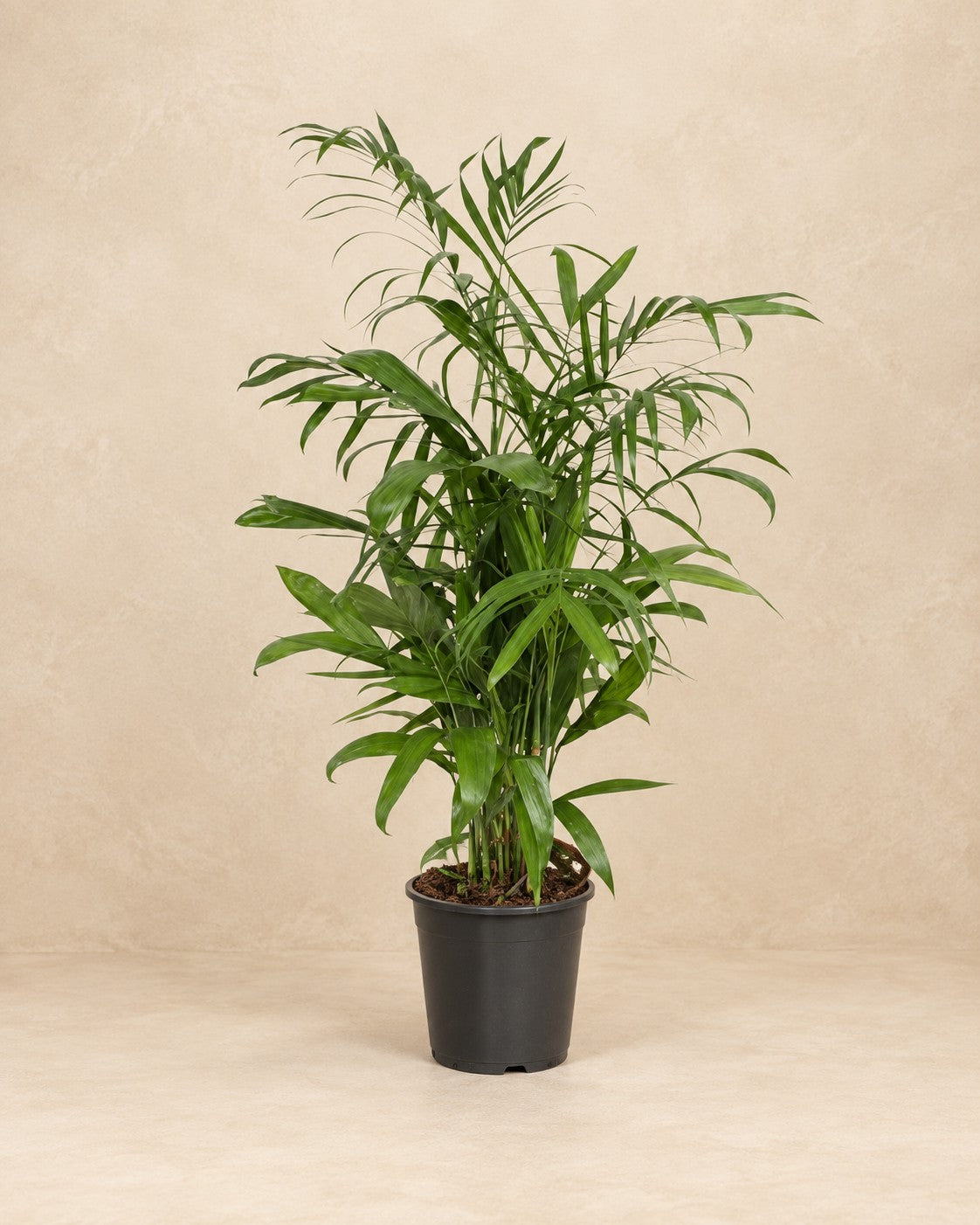 Chamaedorea seifrizii, 140 cm høj i en 27 cm dyrkningspotte