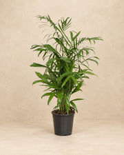 Chamaedorea seifrizii, alta 140 cm in vaso di coltivazione da 27 cm