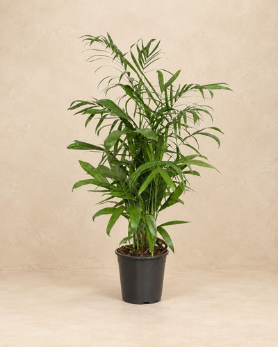 Chamaedorea seifrizii, alta 140 cm in vaso di coltivazione da 27 cm